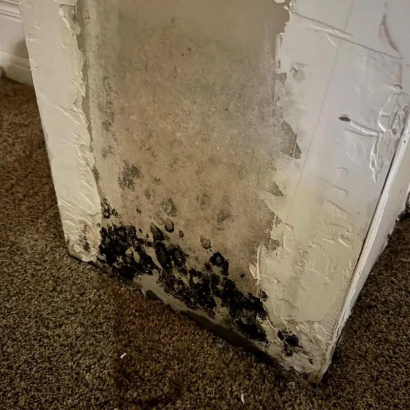 Professional Mold Removal in Clarks, LA